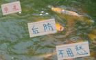 陳晉一左路領跑，金蔣朱申花后防無憂。